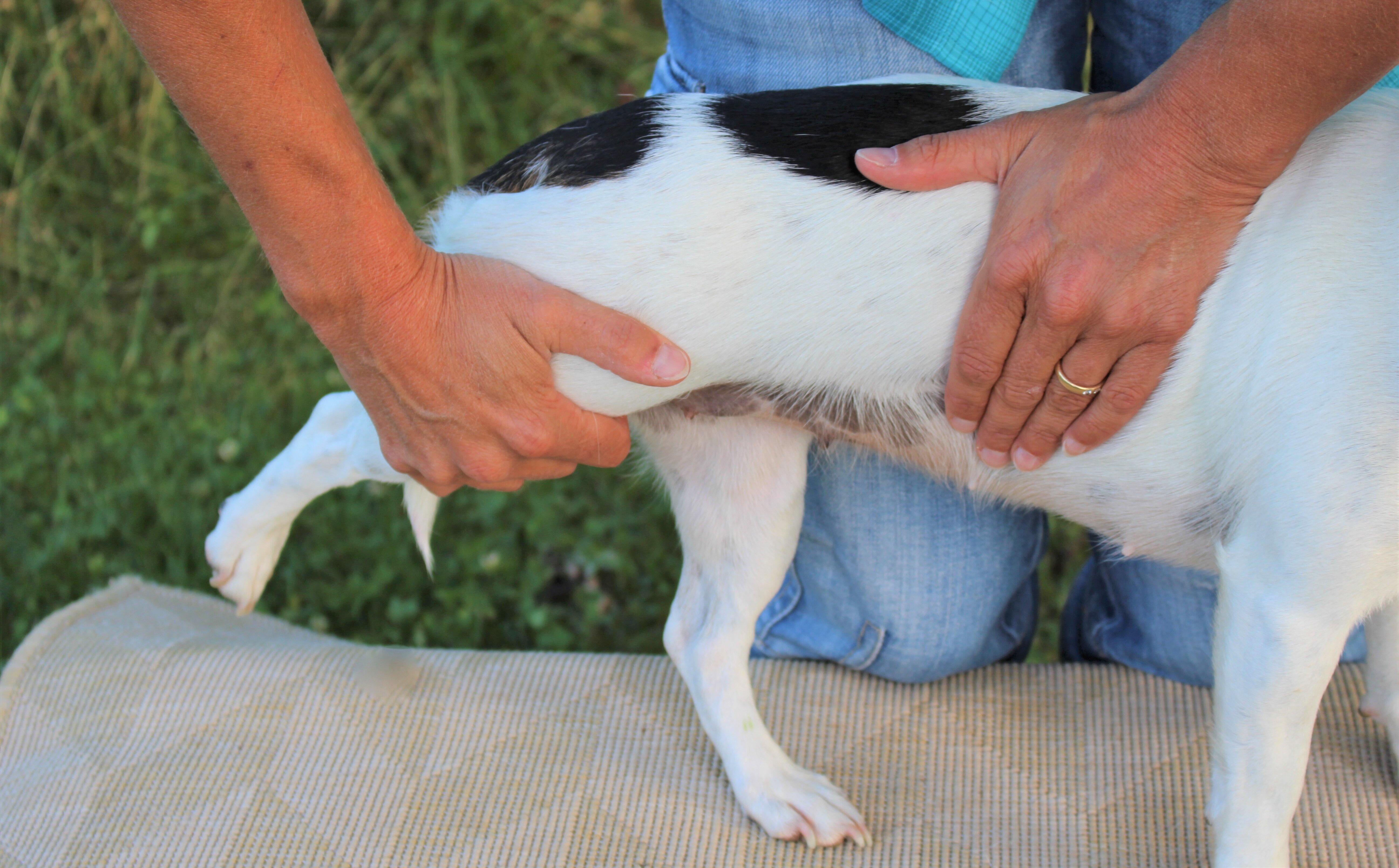 Osteopathie beim Hund