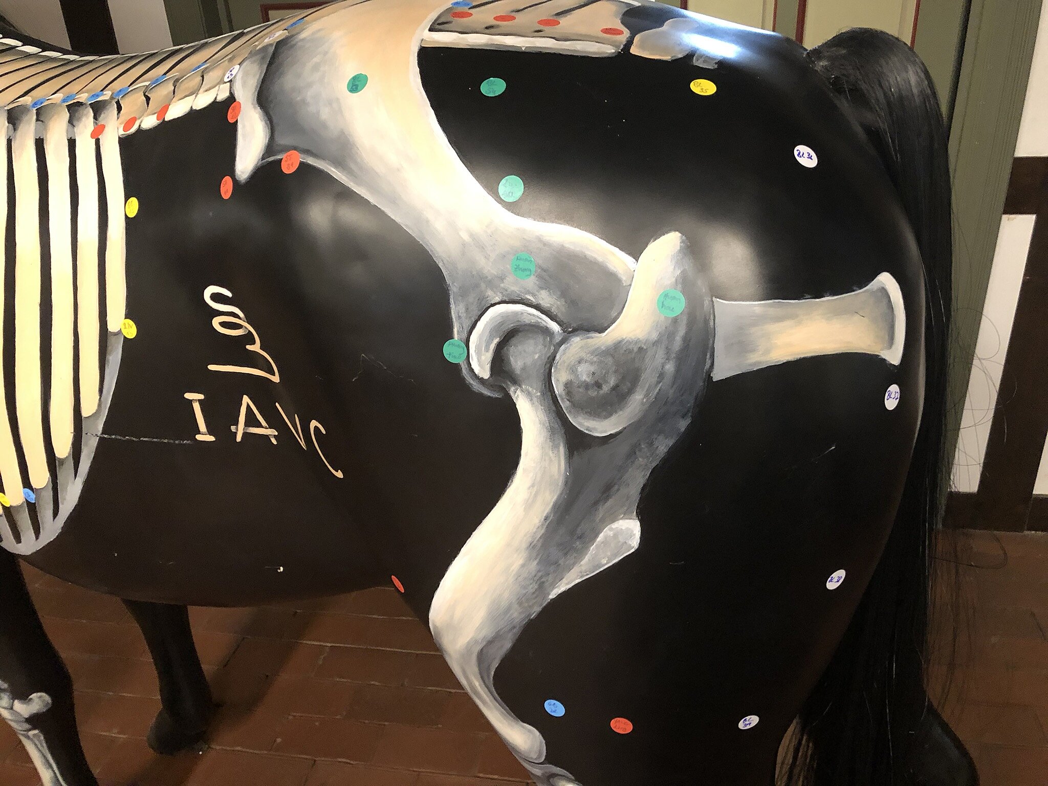 Points and Joints: Clinical Integration of Acupuncture and Manual Therapy in the Equine Patient