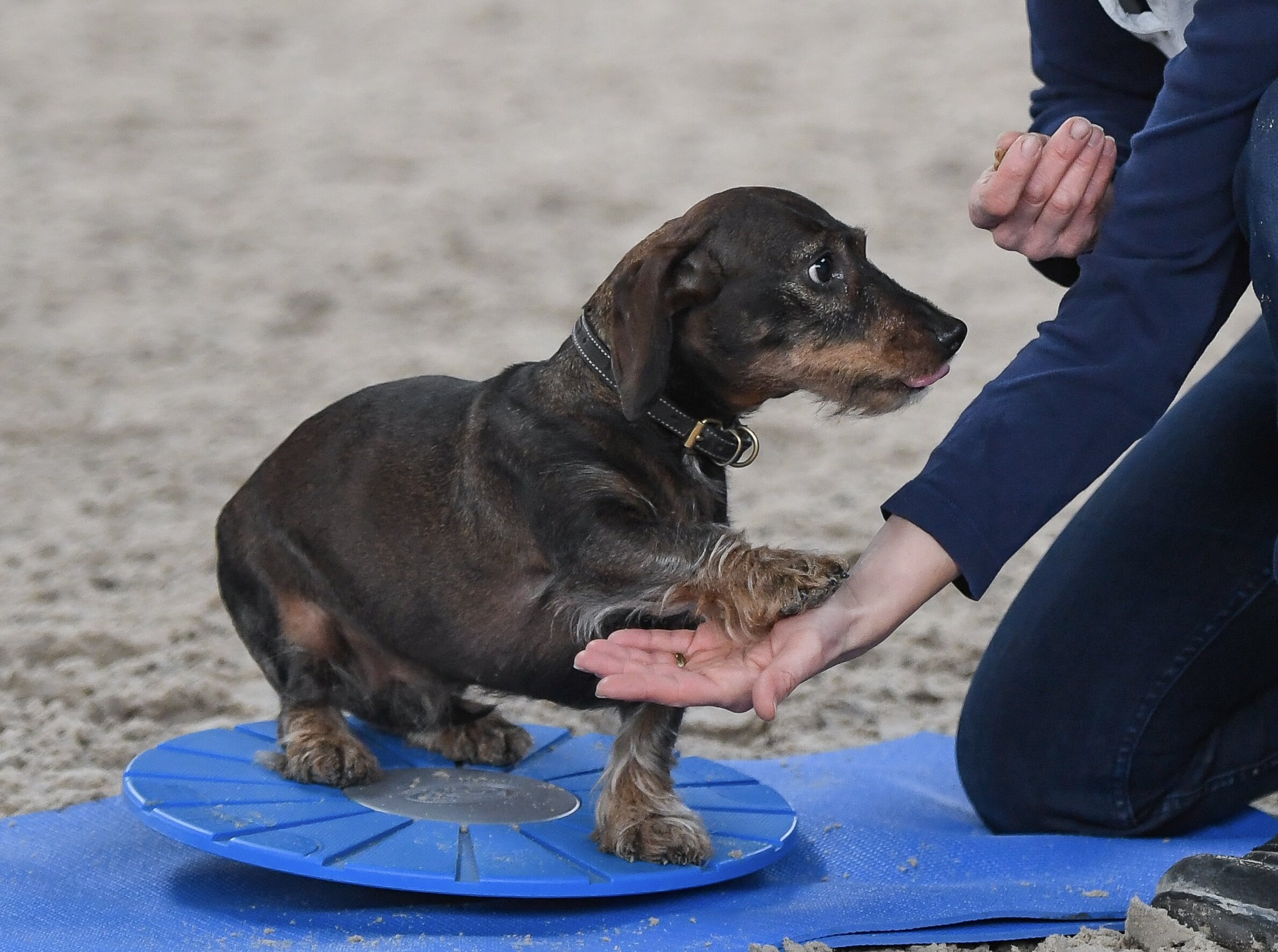 Physiotherapie beim Hund