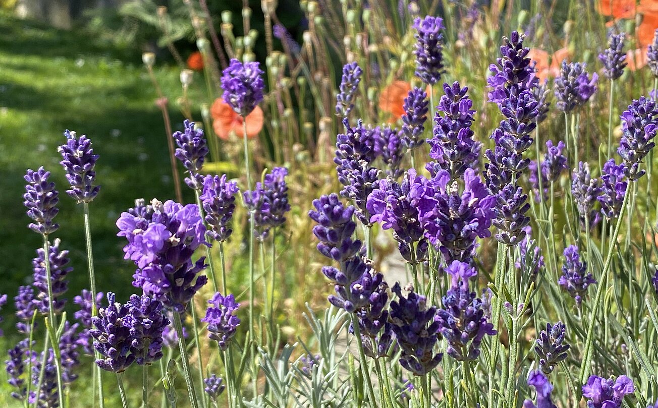 Lavendel