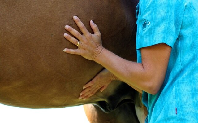 Osteopathie beim Pferd