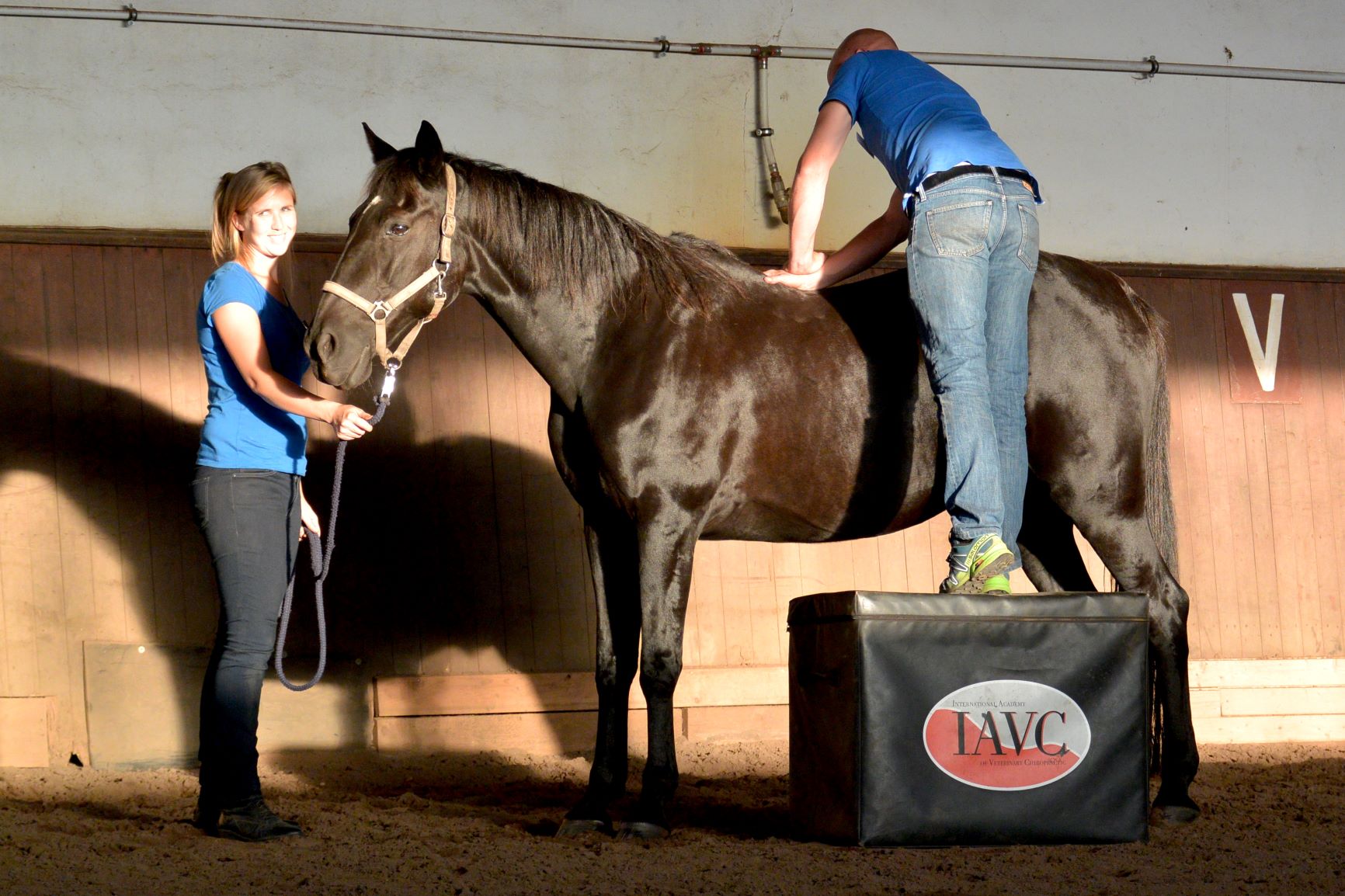 IAVC Equine Essentials of Veterinary Chiropractic (Grundkurs Veterinärchiropraktik für Pferde)