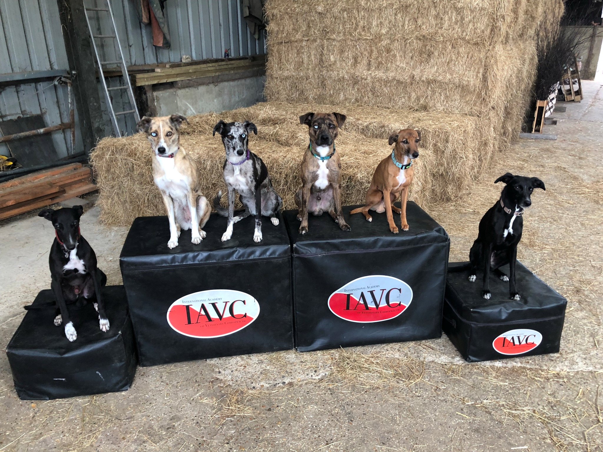 IAVC Canine Essentials of Veterinary Chiropractic (Grundkurs Veterinärchiropraktik für Kleintiere) Winter 2026-2027