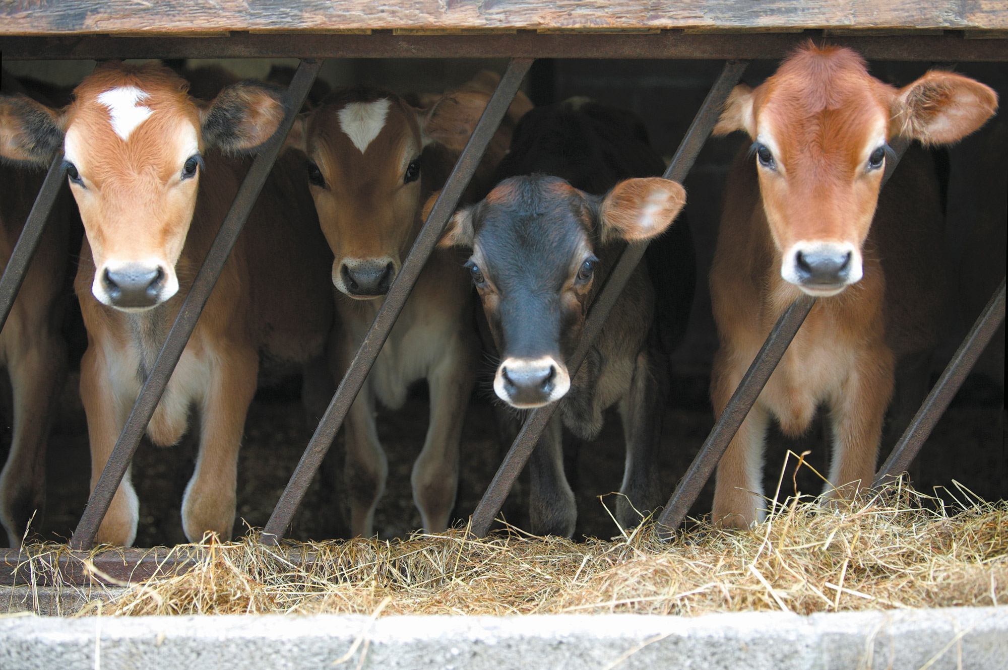 Retraite für Nutztier-Homöopath/Innen