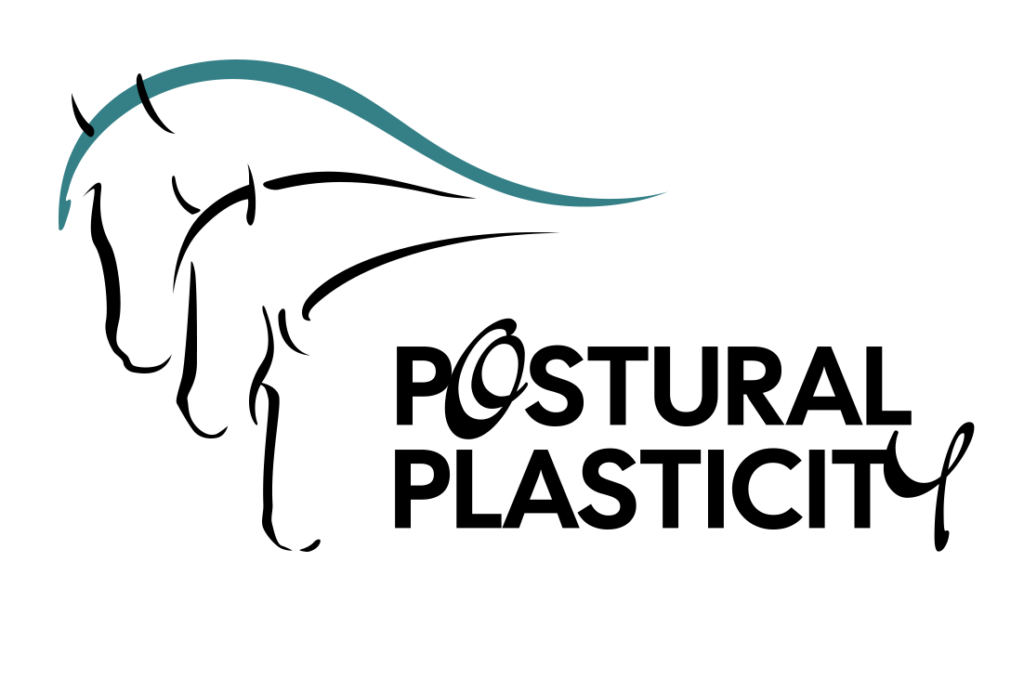 Bewegungslehre – Blickschulung, Biomechanik & Neuromotorik