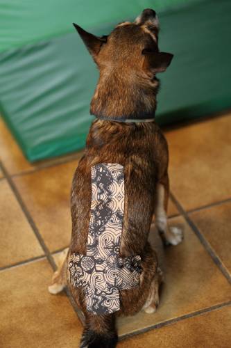 Taping in der Hundepraxis